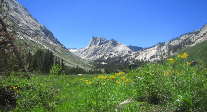 A green valley dotted with yellow wildflowers lies beneath a large mountain. 